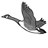 Wild Goose Art LLC logo, Wild Goose Art LLC contact details