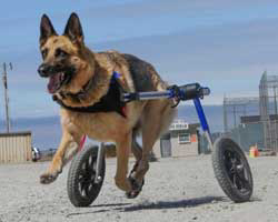 Wheels For Pets, LLC logo, Wheels For Pets, LLC contact details