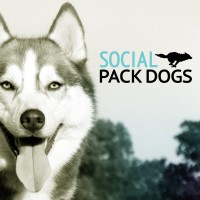 Social Pack Dogs logo, Social Pack Dogs contact details