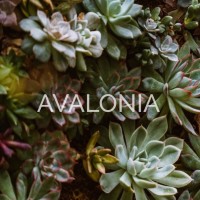 Avalonia Decor logo, Avalonia Decor contact details