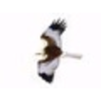 Marsh Harrier Limited logo, Marsh Harrier Limited contact details