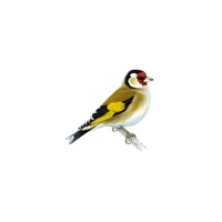 Goldfinch Advisory logo, Goldfinch Advisory contact details