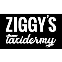 Ziggy's Taxidermy logo, Ziggy's Taxidermy contact details