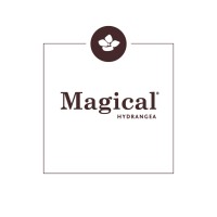 Magical Hydrangea logo, Magical Hydrangea contact details