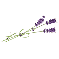 Sabor a lavanda logo, Sabor a lavanda contact details