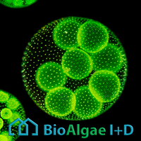 BioAlgae I+D S.L. logo, BioAlgae I+D S.L. contact details