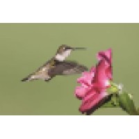 Hummingbird Home Care logo, Hummingbird Home Care contact details