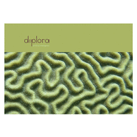 Diplora logo, Diplora contact details