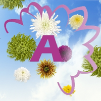 Arcadia chrysanten logo, Arcadia chrysanten contact details