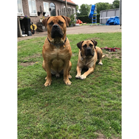 HaBla Boerboels logo, HaBla Boerboels contact details