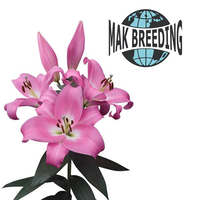 Mak Breeding BV logo, Mak Breeding BV contact details