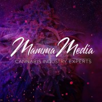 Mamma Media logo, Mamma Media contact details