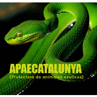 APAECatalunya logo, APAECatalunya contact details