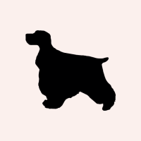 The Spaniel Studio logo, The Spaniel Studio contact details