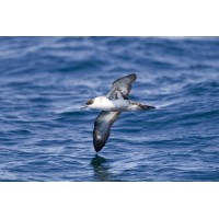 Shearwaters logo, Shearwaters contact details