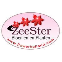 Zeester Bloemen en Planten bv logo, Zeester Bloemen en Planten bv contact details