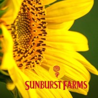 Sunburst Farms logo, Sunburst Farms contact details