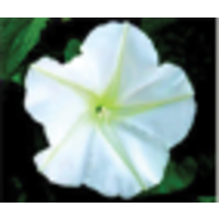 MoonFlower Florist logo, MoonFlower Florist contact details