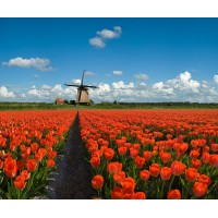 Holland Private Tours logo, Holland Private Tours contact details