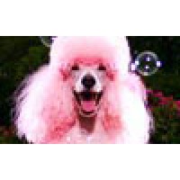 Pink and Poodle logo, Pink and Poodle contact details