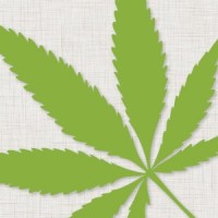 The Israeli Cannabis Magazine - מגזין קנאביס logo, The Israeli Cannabis Magazine - מגזין קנאביס contact details