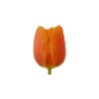 Orange Tulip logo, Orange Tulip contact details