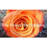 The Power that Blooms logo, The Power that Blooms contact details