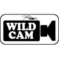 Wildcam (Pty) LTD logo, Wildcam (Pty) LTD contact details