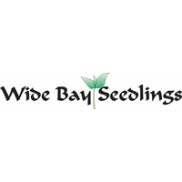 Wide Bay Seedlings logo, Wide Bay Seedlings contact details