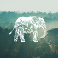 The Wandering Elephant Co. logo, The Wandering Elephant Co. contact details