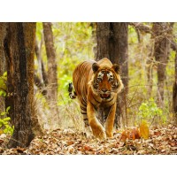 Ranthambhore National Park logo, Ranthambhore National Park contact details