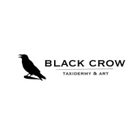 Black Crow Taxidermy & Art logo, Black Crow Taxidermy & Art contact details