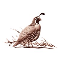 Mt. Diablo Audubon Society logo, Mt. Diablo Audubon Society contact details