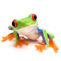 Green Frog Marketing logo, Green Frog Marketing contact details