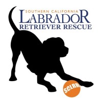 Southern California Labrador Retriever Rescue logo, Southern California Labrador Retriever Rescue contact details