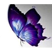 The Purple Butterfly LLP logo, The Purple Butterfly LLP contact details