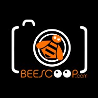 BEESCOOP.COM logo, BEESCOOP.COM contact details