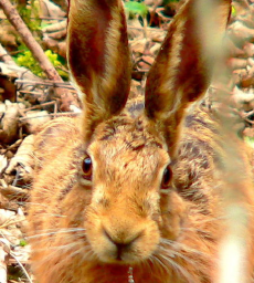 Welsh Wildlife Breaks logo, Welsh Wildlife Breaks contact details